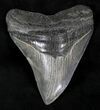 Hooked Megalodon Tooth - South Carolina #21259-1